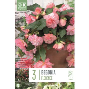 Kapiteyn blomsterløg Bergonia Florence Cascade 3 stk.