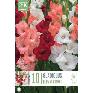 Kapiteyn blomsterløg Gladiolus Romantic Mix 10 stk.