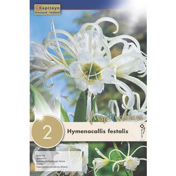 Kapiteyn blomsterløg Hymenocallis Festalis 2 stk.