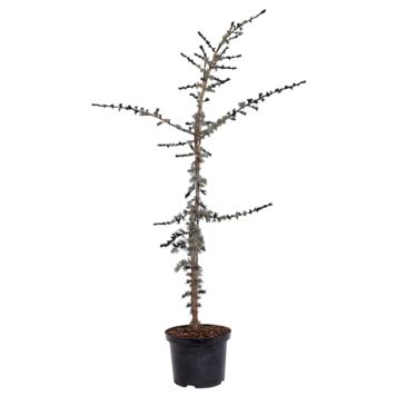 Cedrus Libani Glauca Ø23 cm potte
