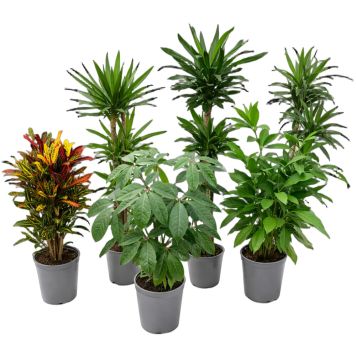 Grønne stueplanter Beaucarnea/Dracaena - flere varianter