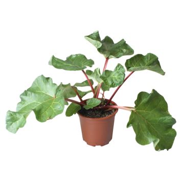Rabarber Rheum rhabarbarum Ø17 cm potte