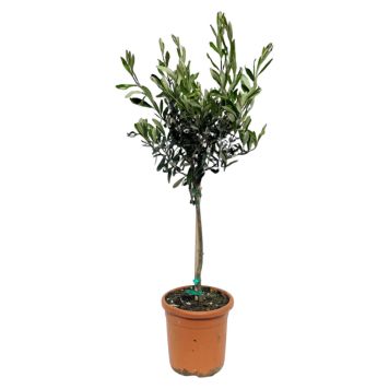 Oliventræ H100-110 cm