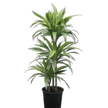 Dracaena Lemon Line Ø24 cm potte