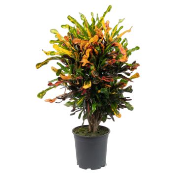 Codiaeum variegatum Ø24 cm potte