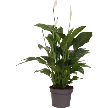 Fredslilje Spathiphyllum Ø13 cm potte