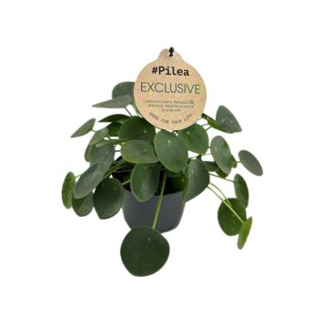 Kinesisk pengeplante Pilea Peperomoides Ø12 cm potte