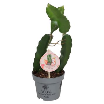 Kaktus Hylocereus Dragonfruit Ø12 cm potte