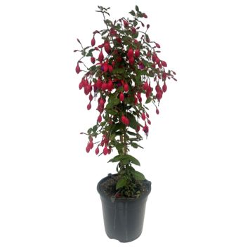 Fuchsia opstammet Ø19 cm potte - flere farver