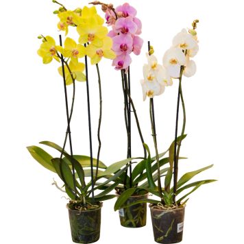 Orkidé 2-3 grenet Phalaenopsis Ø9 cm potte - flere farver