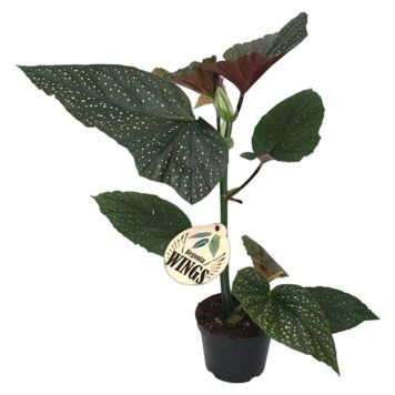 Begonia Wings Ø12 cm potte - flere varianter
