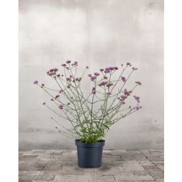 Verbena Ø17 cm potte - flere farver