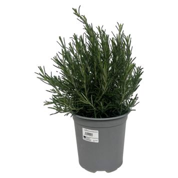 Krydderurter busk Ø18 cm potte - flere varianter
