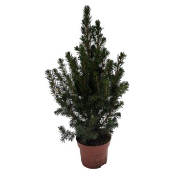 Thuja dværggran Grøn 13cm