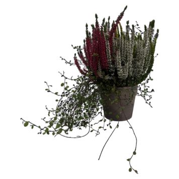 Nåletræ heidemix 16 cm