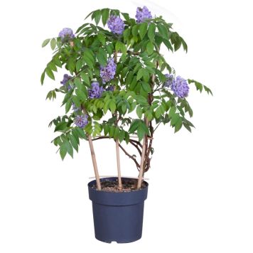 Blåregn Wisteria 'Ametyst Falls' 19 cm