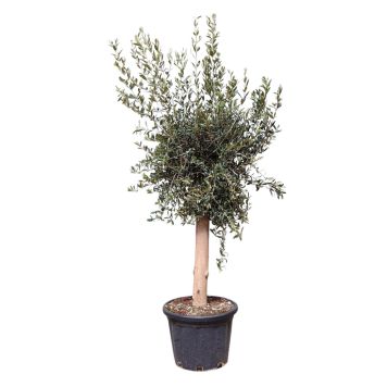 Oliventræ Olea europaea H170-180 cm