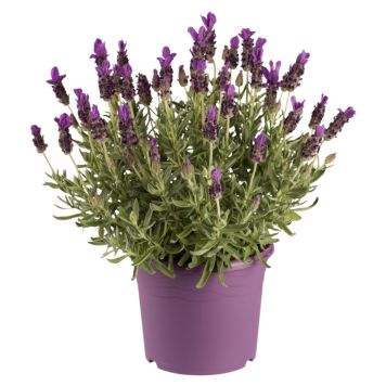 Lavendel Lavandula stoechas ‘Anouk’ Ø15 cm potte