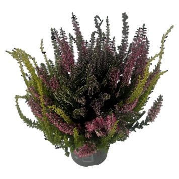 Calluna Vulgaris Ø10,5 cm potte