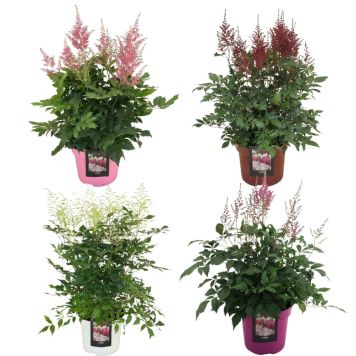 Astilbe Ø19 cm potte - flere farver