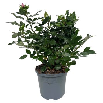Haverose buskform Ø19 cm potte - flere farver