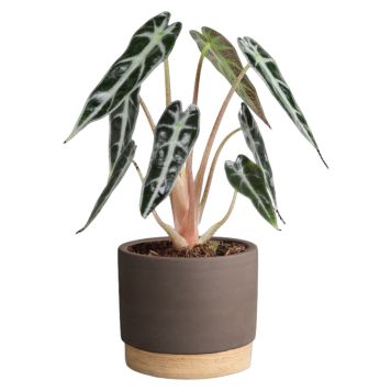 Sansevieria Woodbase 6 cm potte - flere varianter