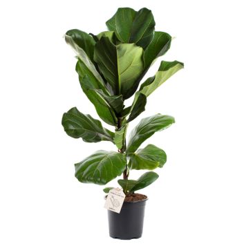 Violinfigen Ficus lyrata Ø17 cm potte