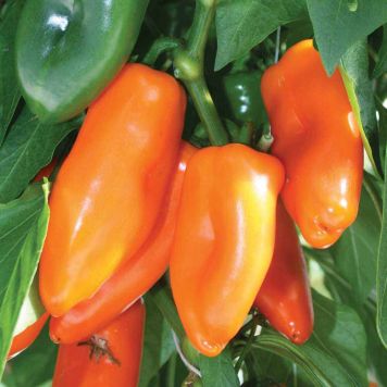 Snackpeber Capsicum Annuum Ø11,5 cm potte