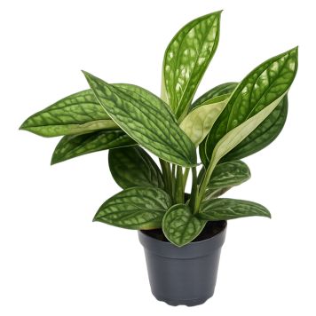 Epipremnum Marble Planet Ø12 cm potte