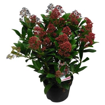 Skimmia Japonica Rubella Ø17 cm potte