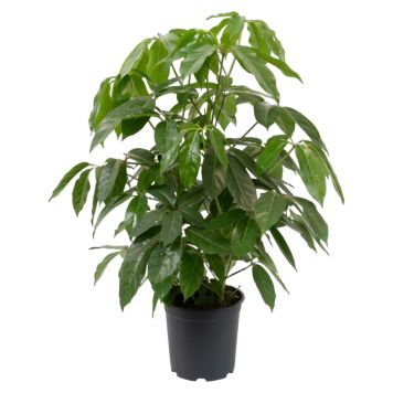 Schefflera arboricola ‘Amate’ Ø27 cm potte
