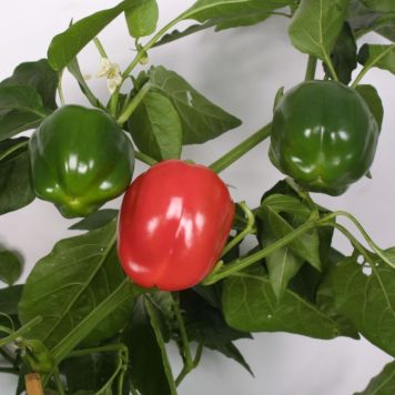Peber Bendi (Capsicum annuum) Ø11,5 cm potte