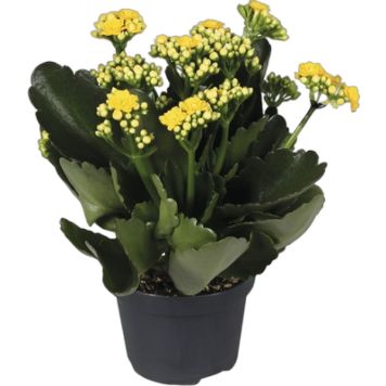 Kalanchoe gul Ø10,5 cm potte