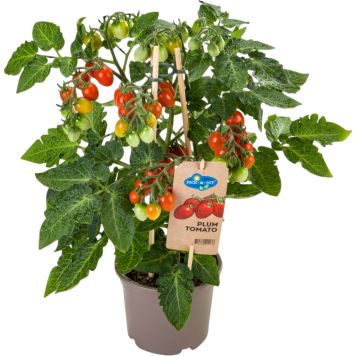 Pick & Joy tomatplante blommetomat