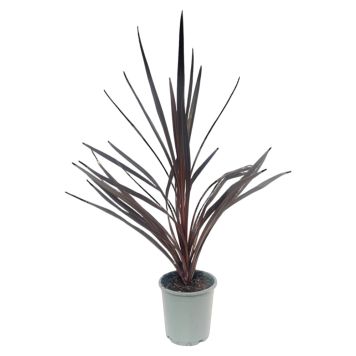 Cordyline Red Star Ø17 cm potte