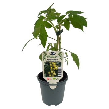Tomatplante 'Lycopersicum Lemon Drops' blommetomat Ø11,5 cm potte