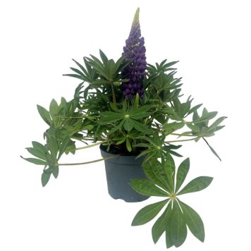 Lupin Ø19 cm potte - flere farver