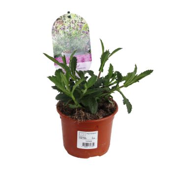 Verbena bonariensis ‘Lollipop’ Ø12 cm potte