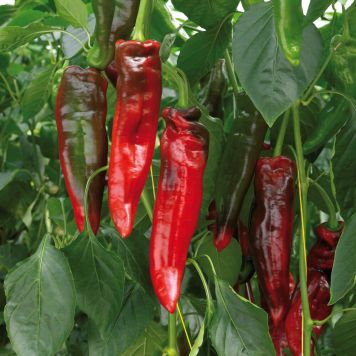 Snackpeber Rubie Capsicum annuum Ø11,5 cm potte