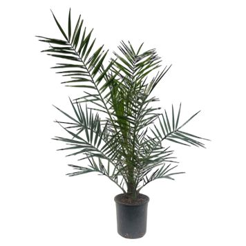 Palme Phoenix Canariensis H80 cm