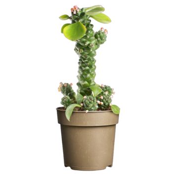 Sukkulent Euphorbia Ritchei 15 cm potte