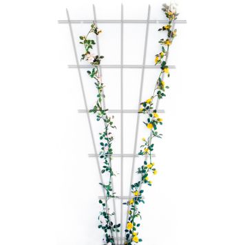 Bellissa vifteformet rosenespalier hvid 150x75 cm