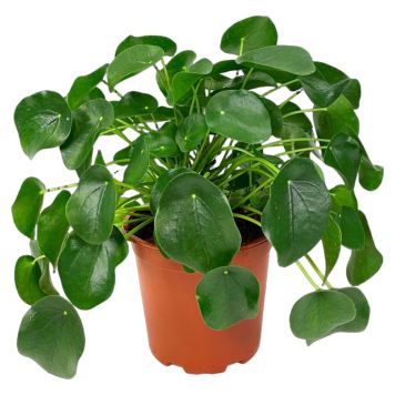 Pilea Grande Ø19 cm potte