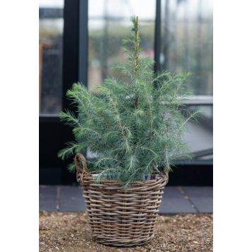 Cedrus Deodara Ø19 cm potte