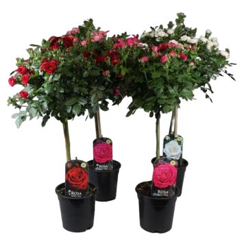 Opstammet rose H110-130 cm - flere farver