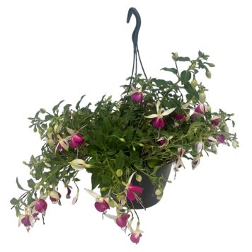 Fuchsia ampel Ø21 cm potte - flere farver