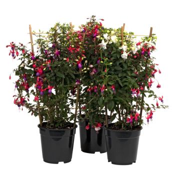 Fuchsia med espalier Ø19 cm potte - flere farver