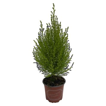 Cupressus Gold Crest Wilma 12cm