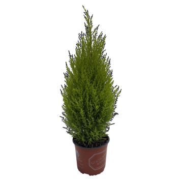 Cupressus M. Goldcrest 17 cm