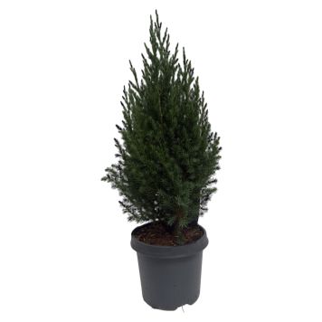 Kinesisk enebærbusk juniperus chinensis stricta 13 cm